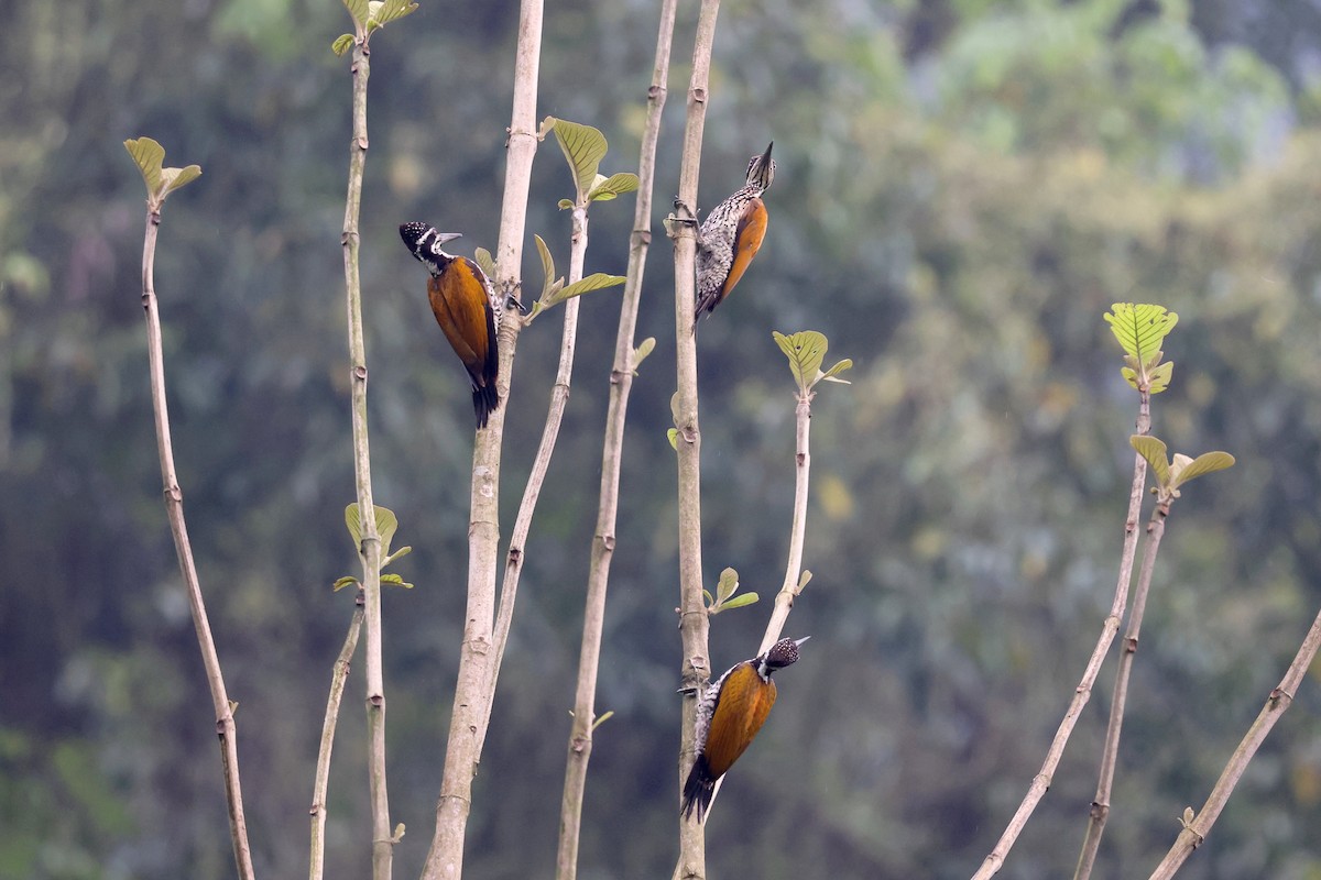 Greater Flameback - ML622669249