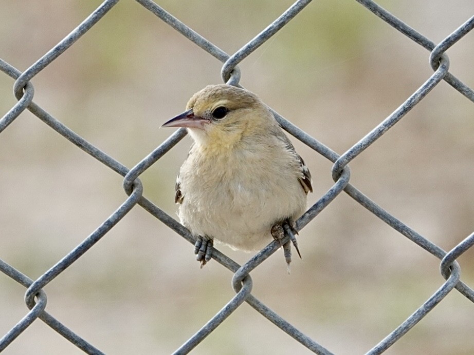 Bullock's Oriole - ML622669261