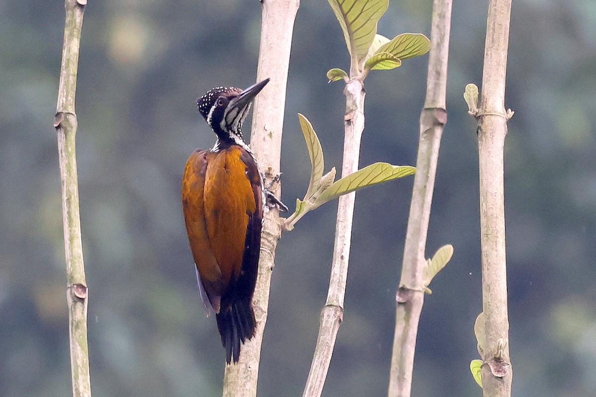 Greater Flameback - ML622669292