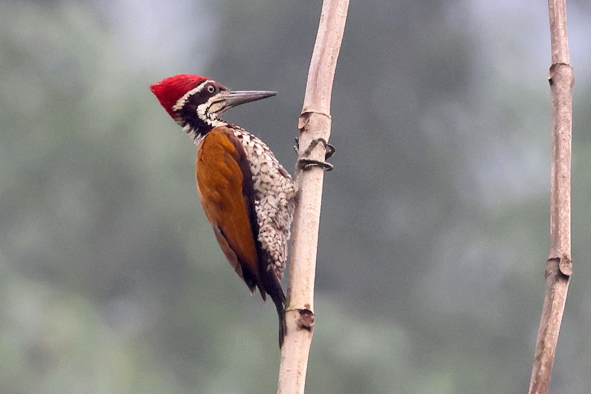 Greater Flameback - ML622669293