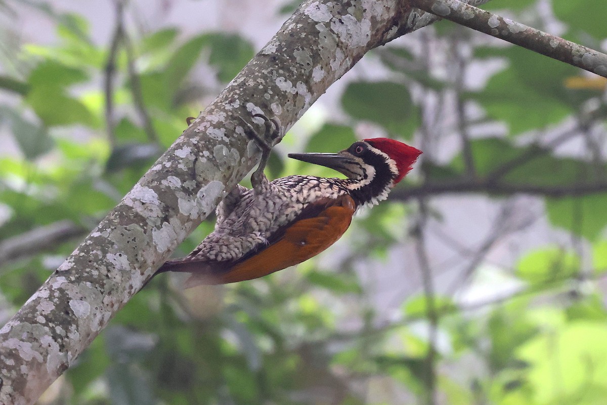 Greater Flameback - ML622669298