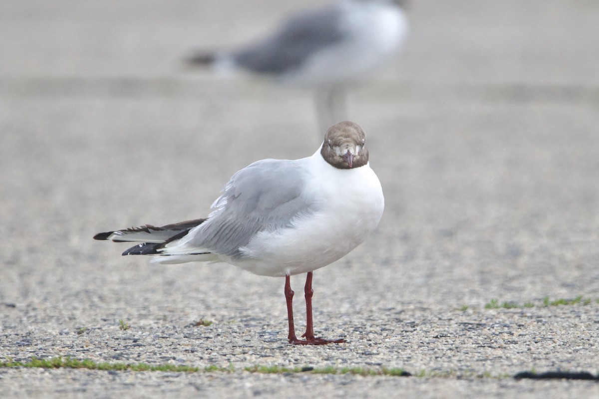 Black-headed Gull - Dimitris Salas