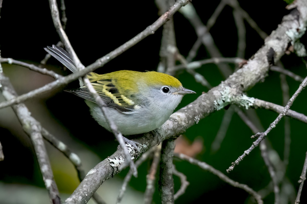 Chestnut-sided Warbler - Sue Barth