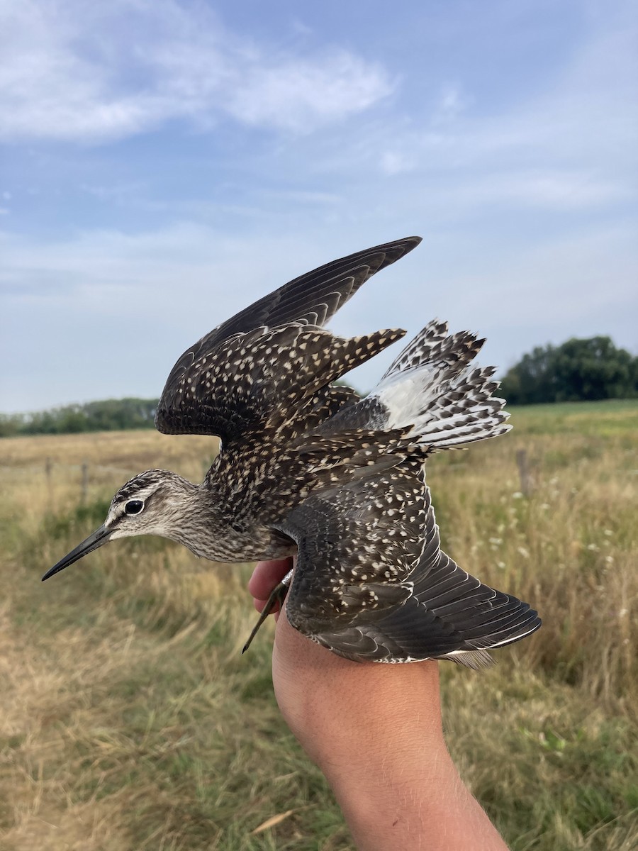 Wood Sandpiper - Tomáš  Oplocký