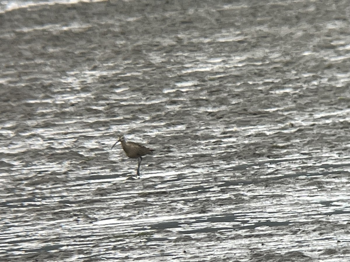 Long-billed Curlew - Daniel Newberry