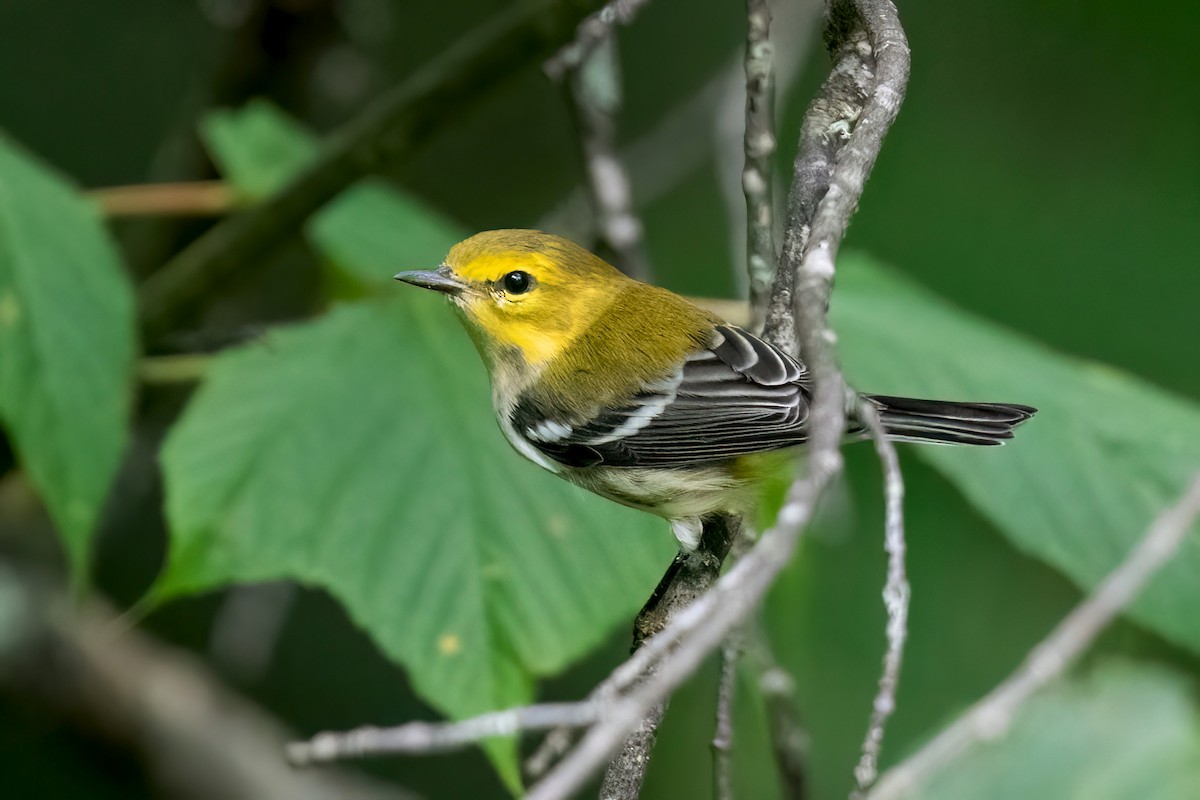 Black-throated Green Warbler - Sue Barth