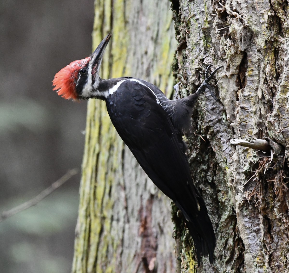 Pileated Woodpecker - ML622669335