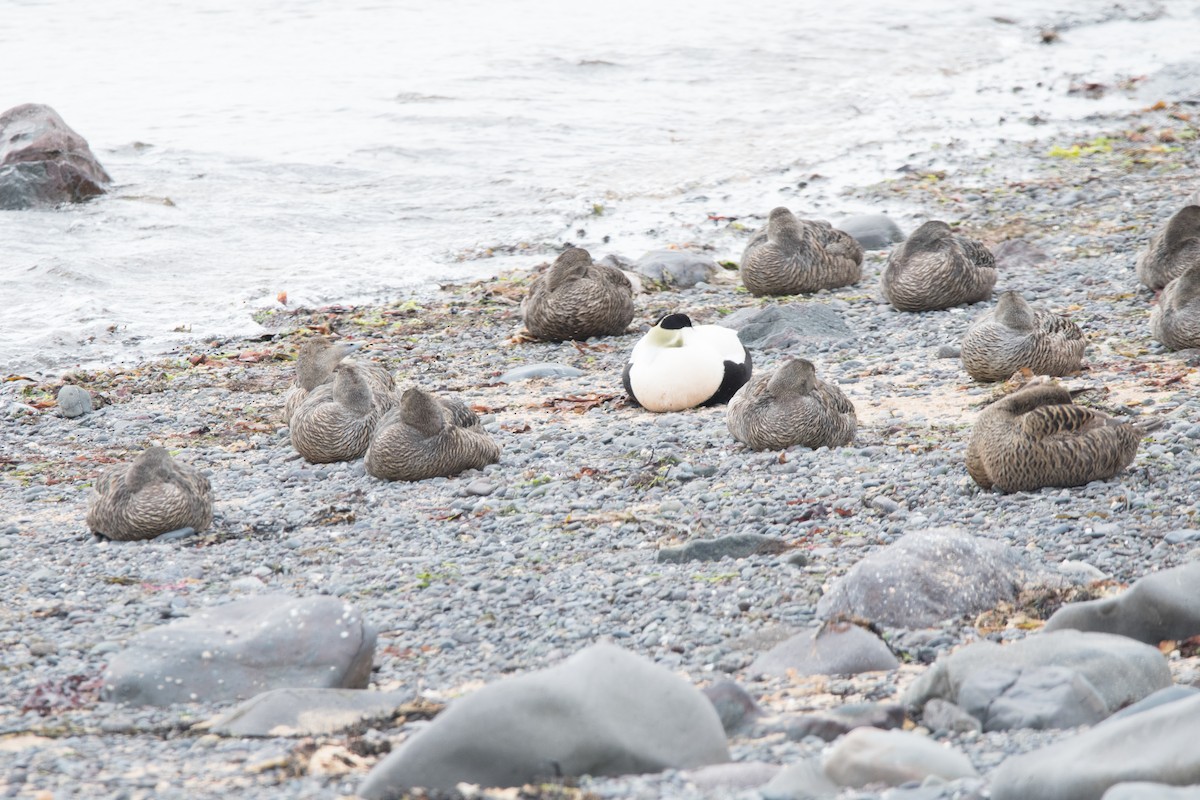 Common Eider - ML622669350