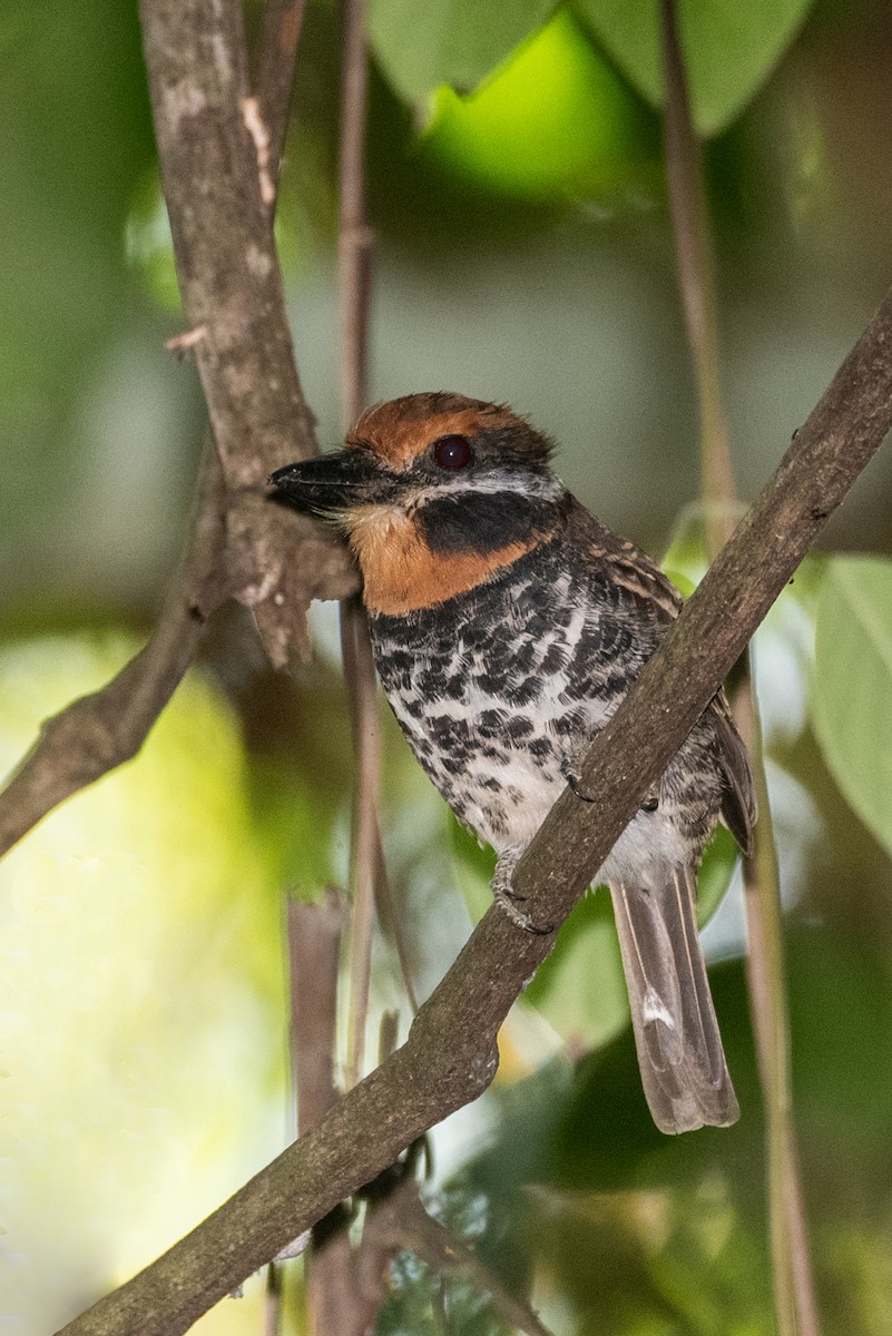 Spotted Puffbird - Ralph Hatt