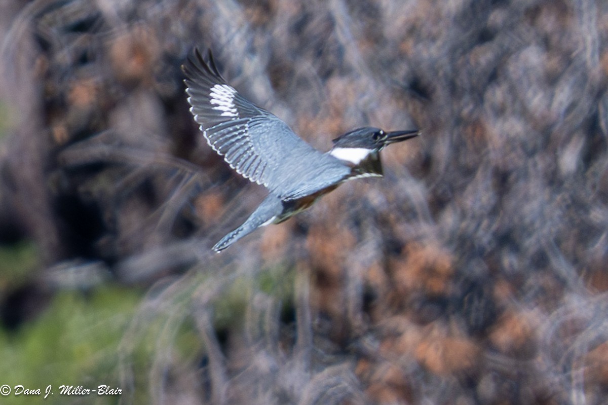 Belted Kingfisher - ML622669446