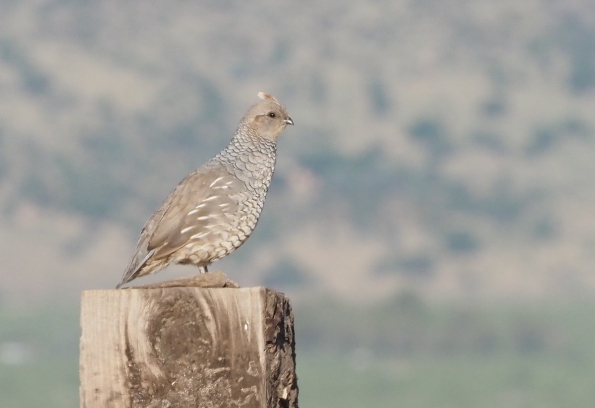 Scaled Quail - ML622669452