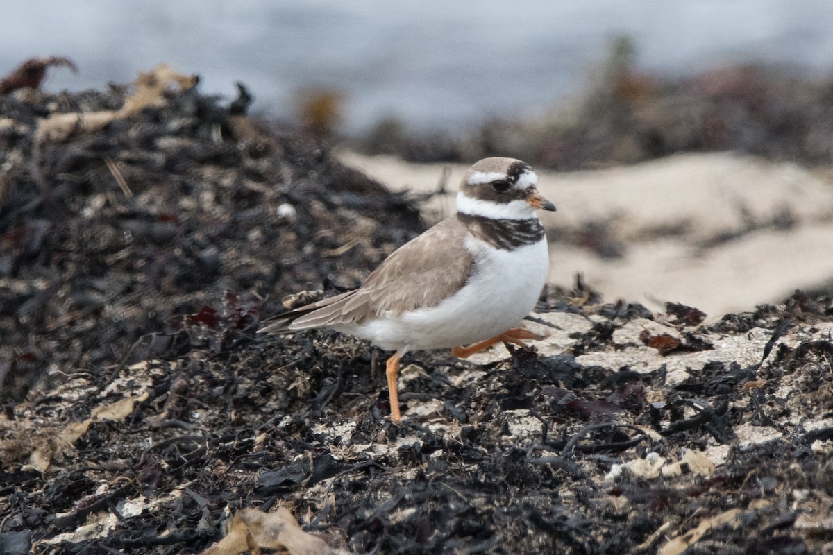 Common Ringed Plover - ML622669457