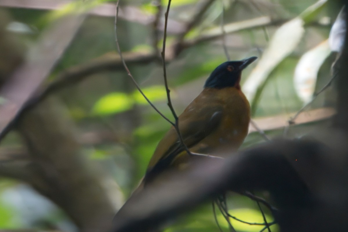 Ruby-throated Bulbul - ML622669458