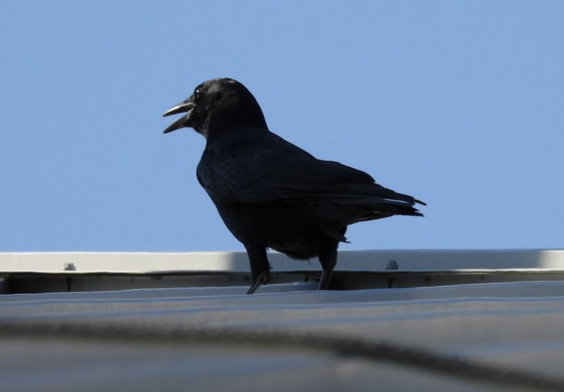 American Crow - ML622669484