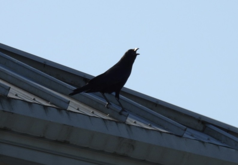 American Crow - ML622669485