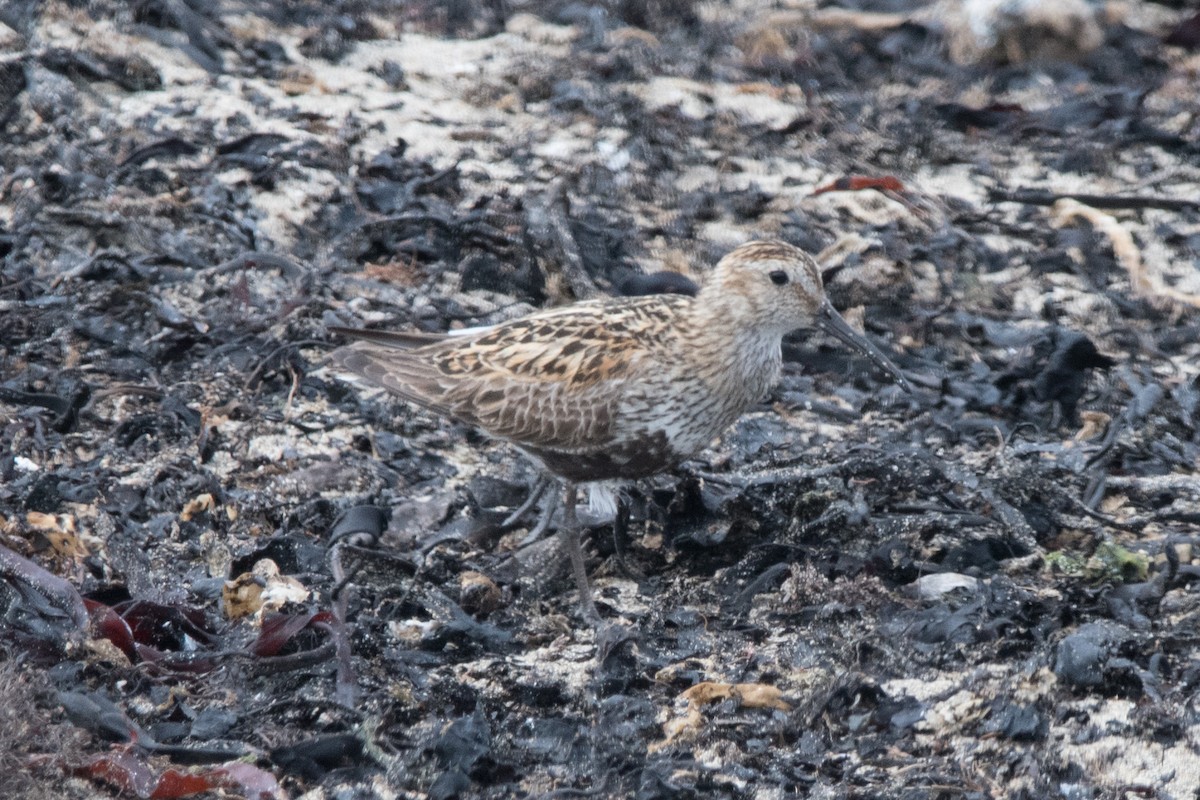 Dunlin - ML622669487