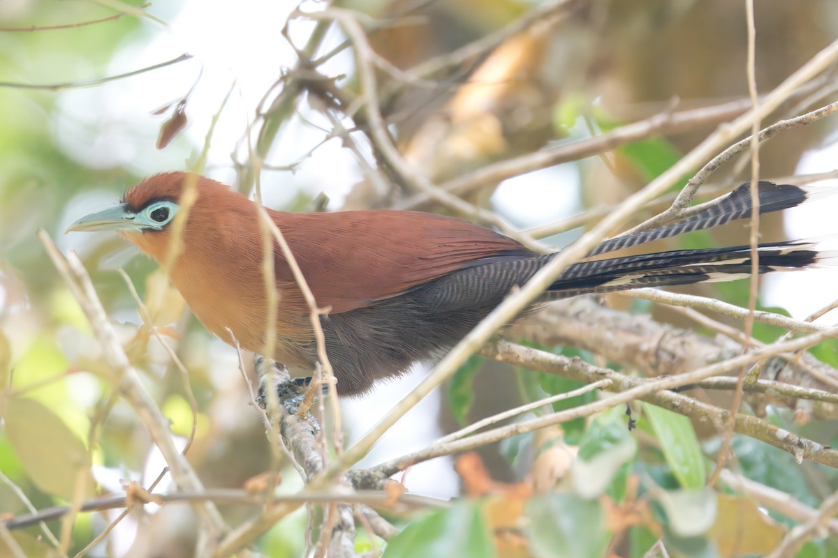 Raffles's Malkoha - ML622669575