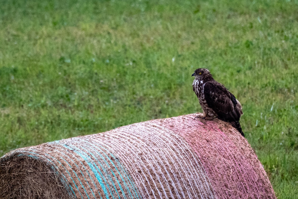 European Honey-buzzard - ML622669592