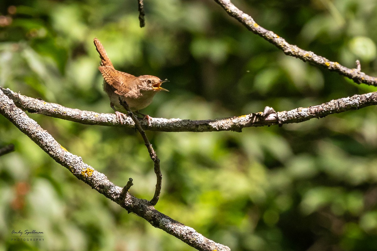 House Wren - Andy Spellman