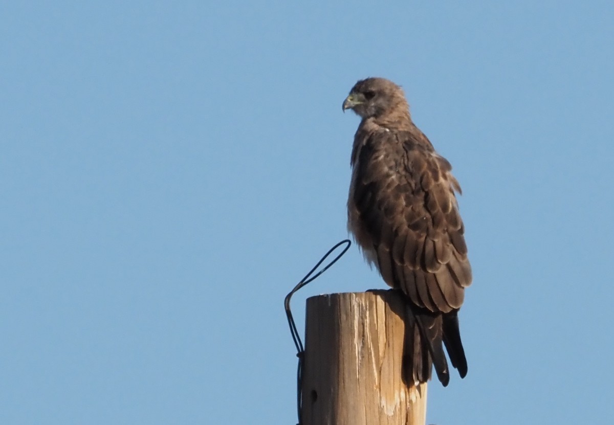 Swainson's Hawk - ML622669651