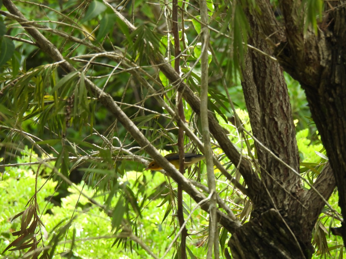 Prothonotary Warbler - ML622669678