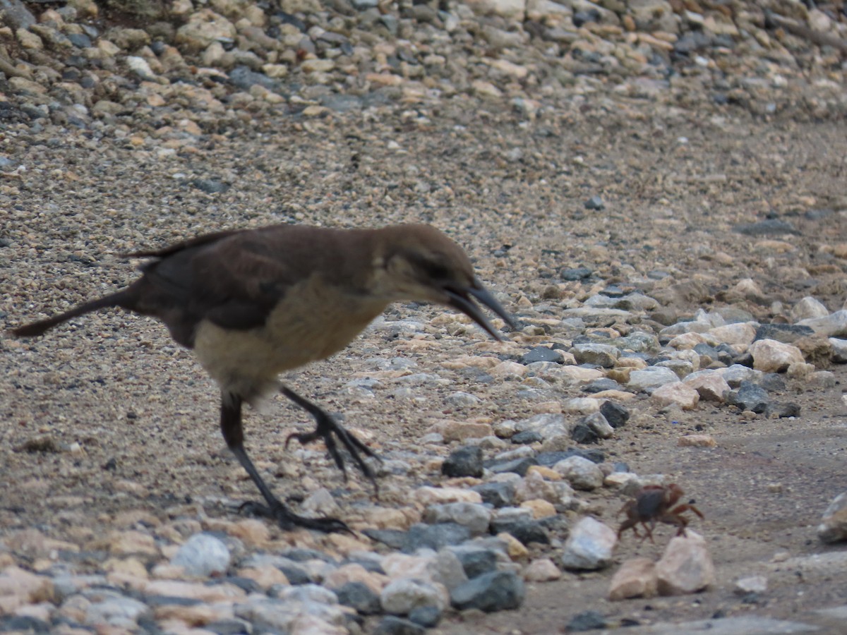 Great-tailed Grackle - ML622669716