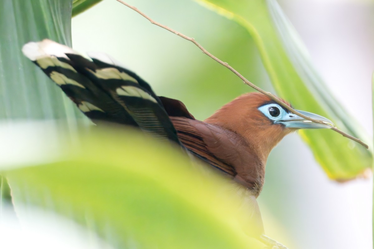 Raffles's Malkoha - Joseph Smith