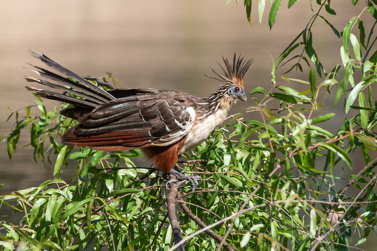 Hoatzin - ML622669743