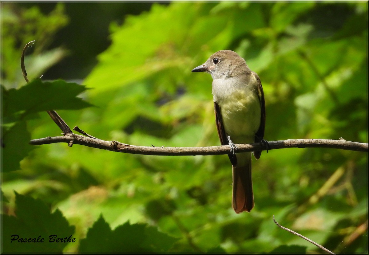 Great Crested Flycatcher - ML622669756