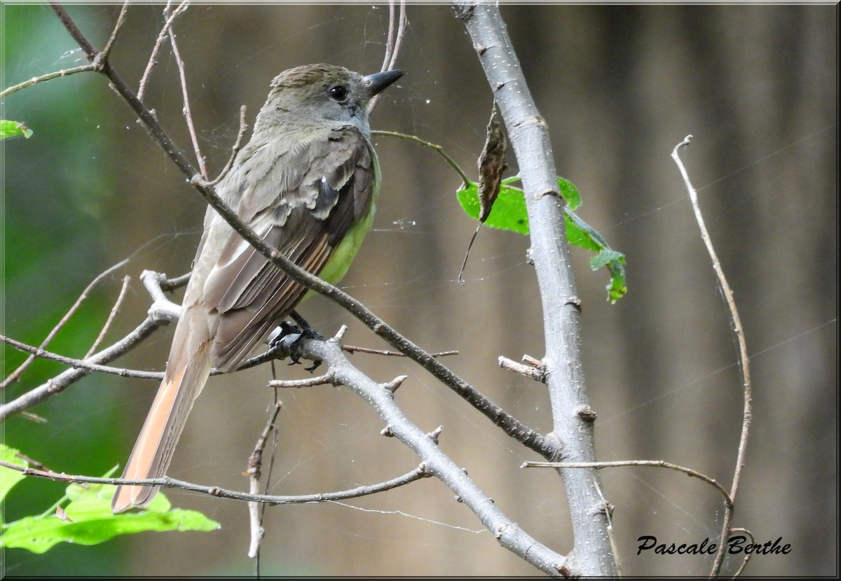 Great Crested Flycatcher - ML622669757