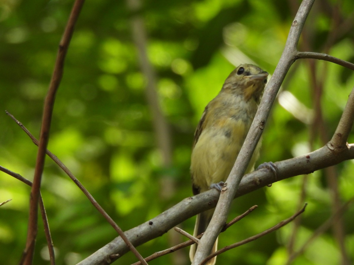 Greater Antillean Bullfinch - ML622669761