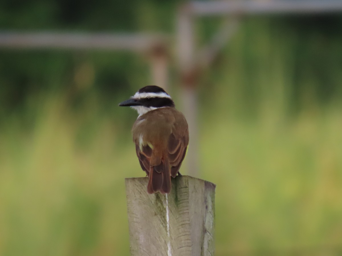 Great Kiskadee - ML622669804