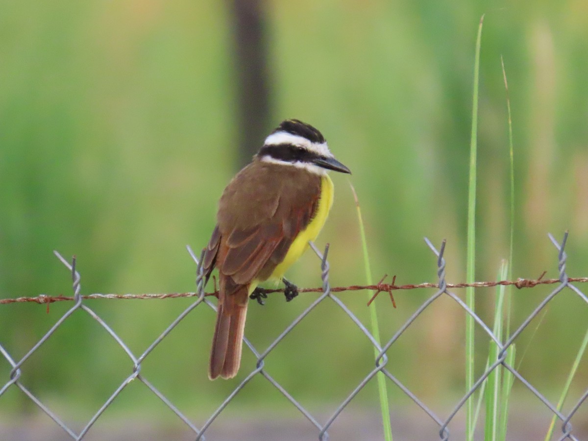 Great Kiskadee - ML622669816