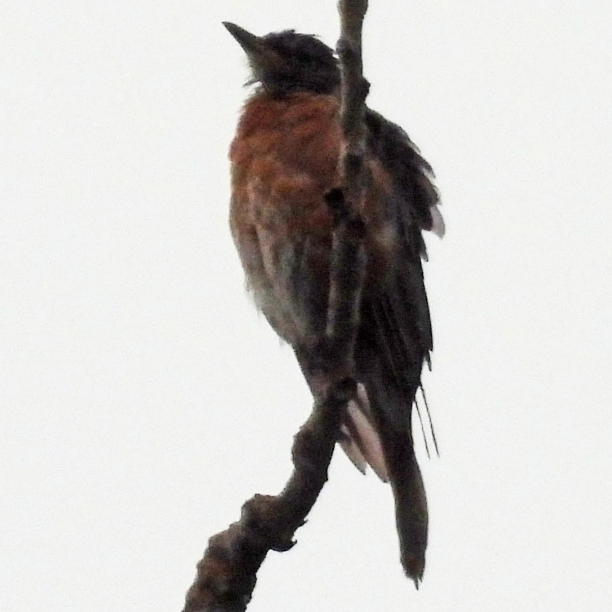 American Robin - C Fred Zeillemaker