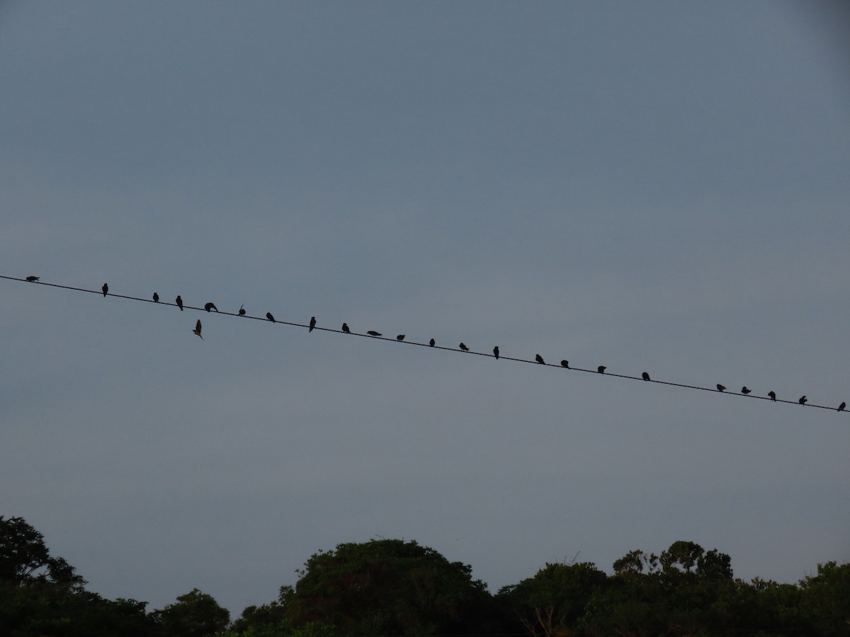 Gray-breasted Martin - ML622669841