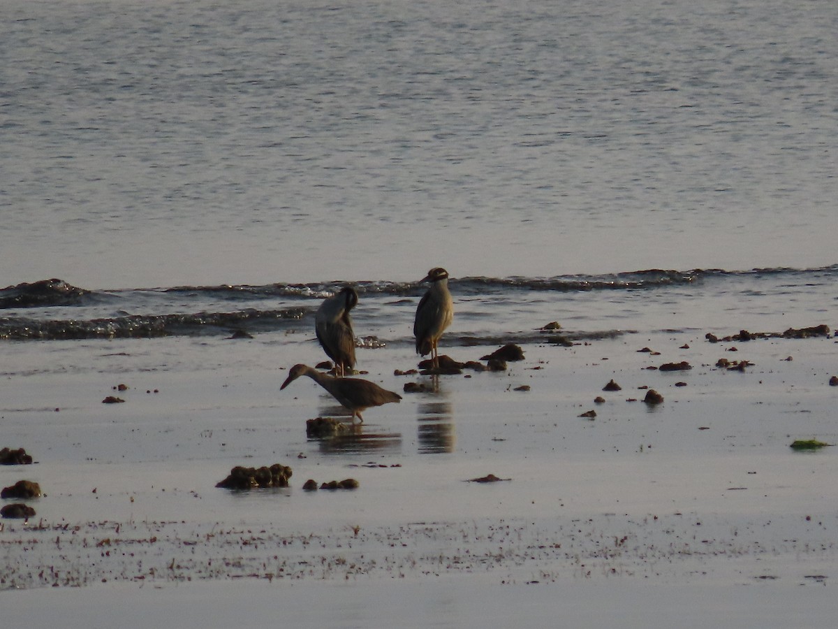 Yellow-crowned Night Heron - ML622669863