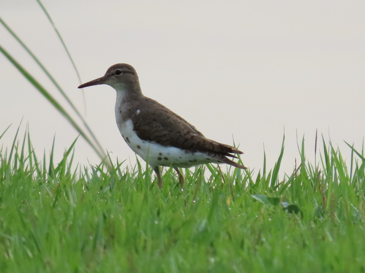 Spotted Sandpiper - ML622669875