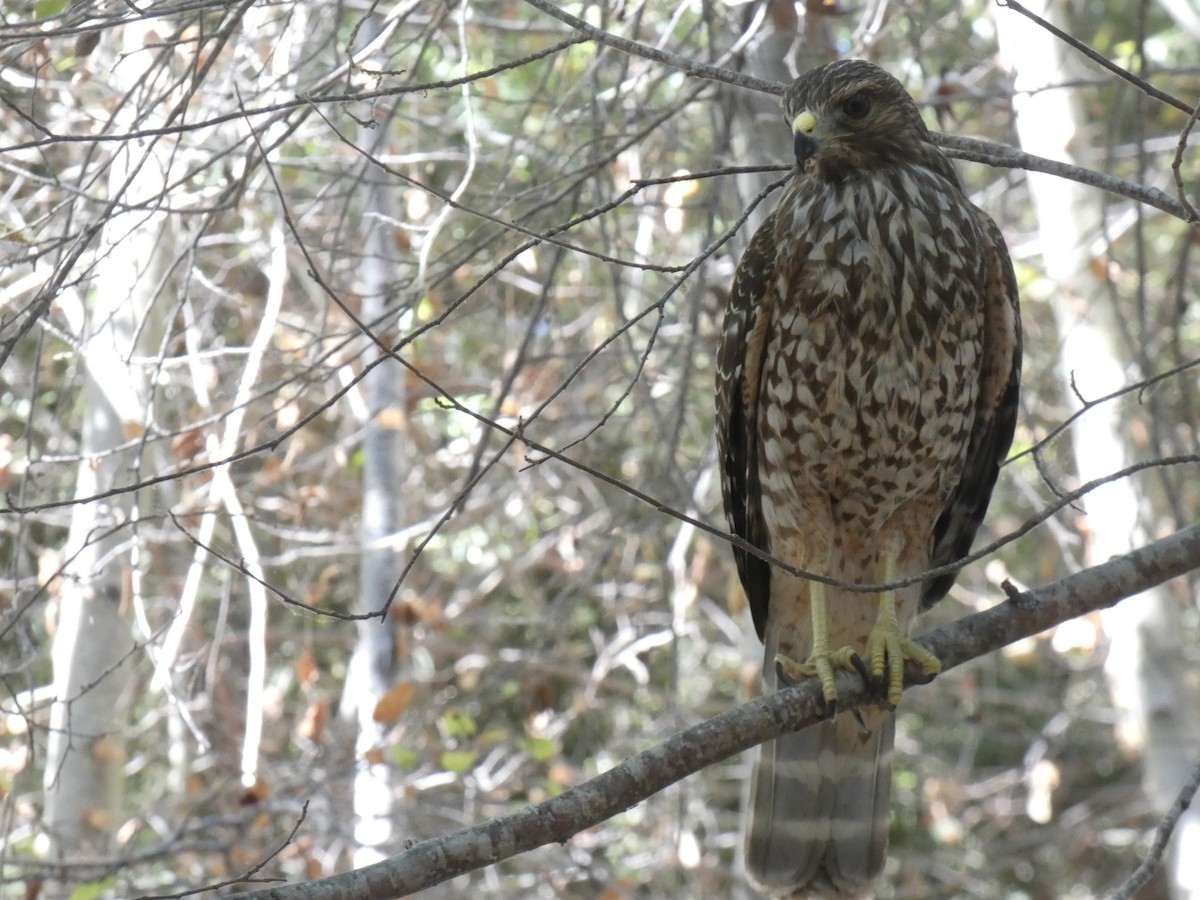 Red-shouldered Hawk - Lukas Le Grice