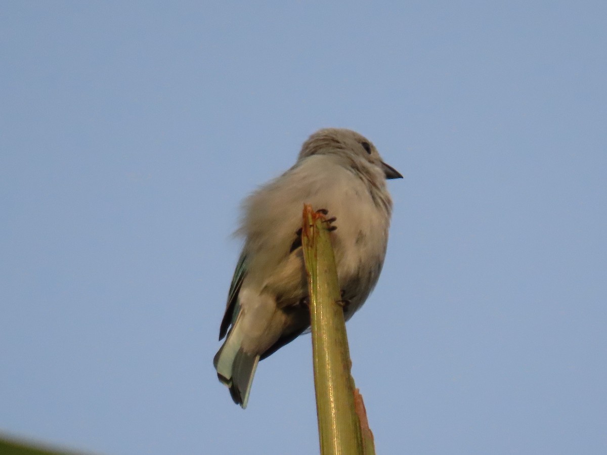 Blue-gray Tanager - ML622669904