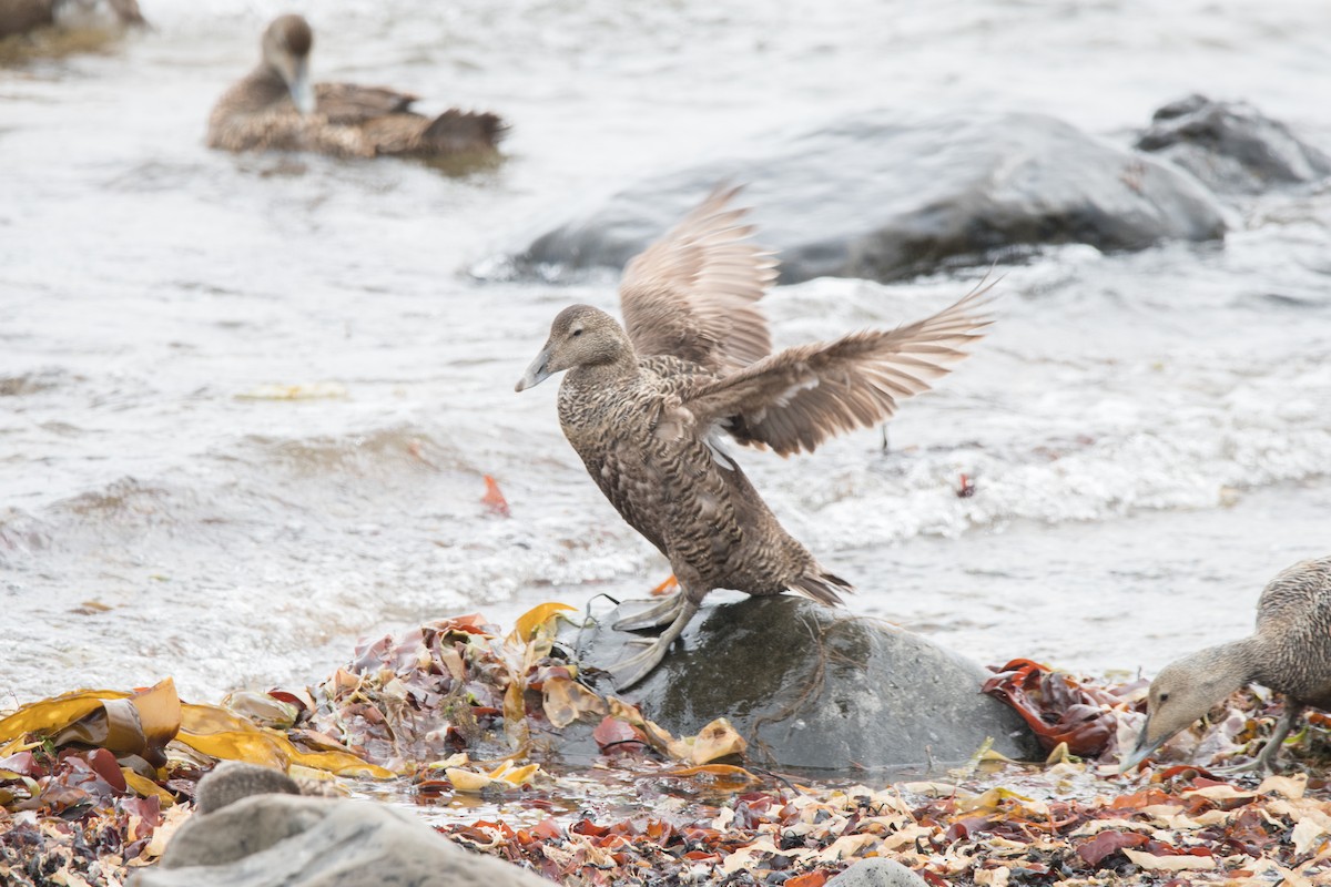 Common Eider - ML622669927