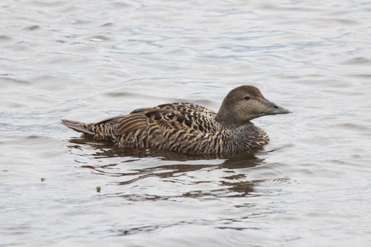 Common Eider - ML622669928
