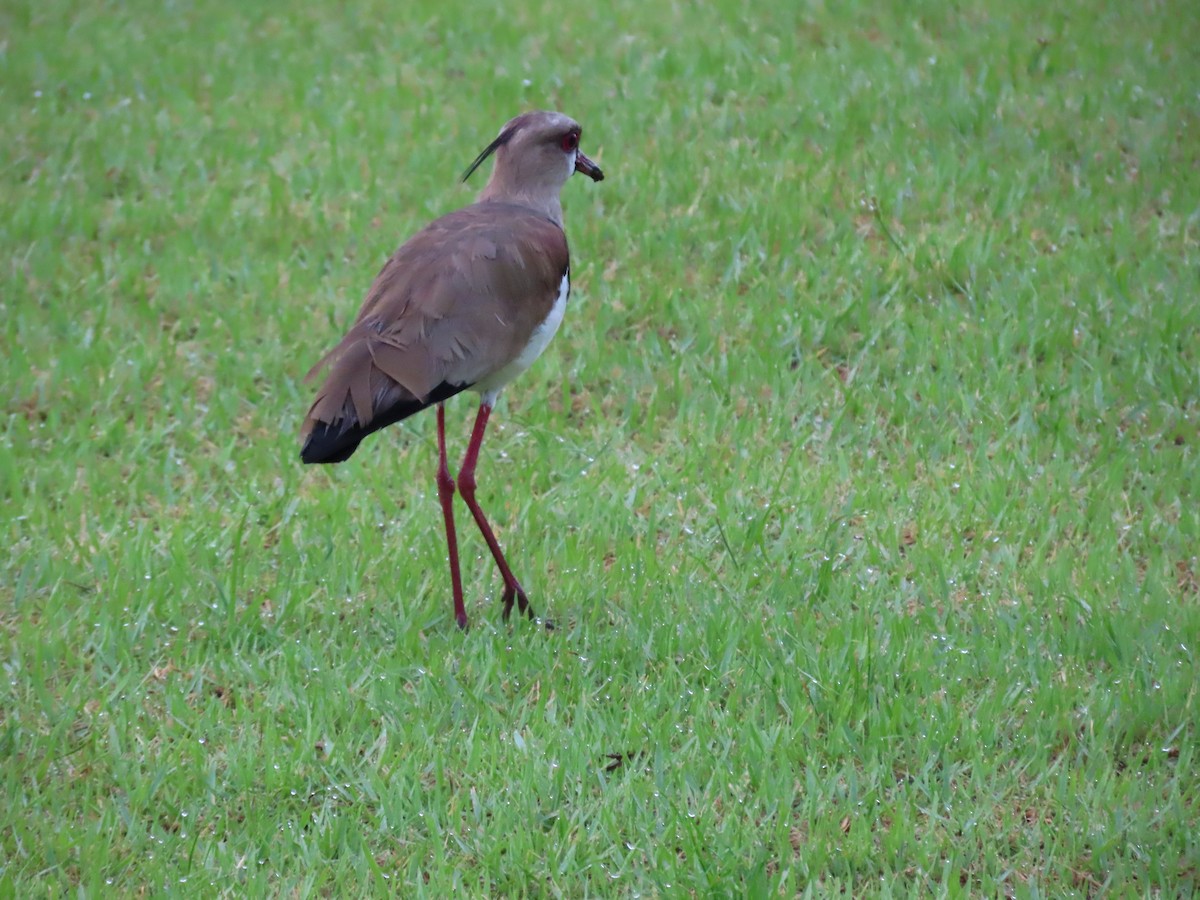 Southern Lapwing - ML622669932