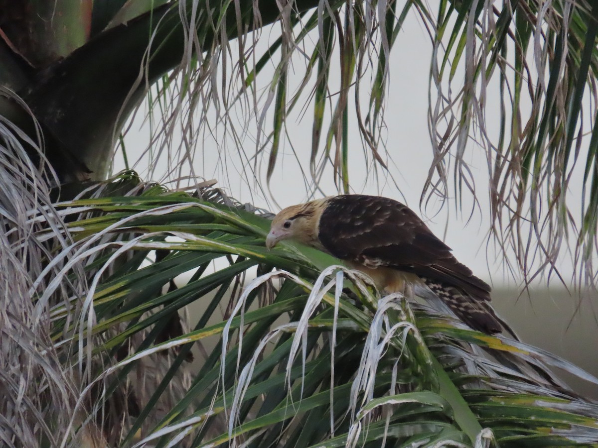 Yellow-headed Caracara - ML622669971