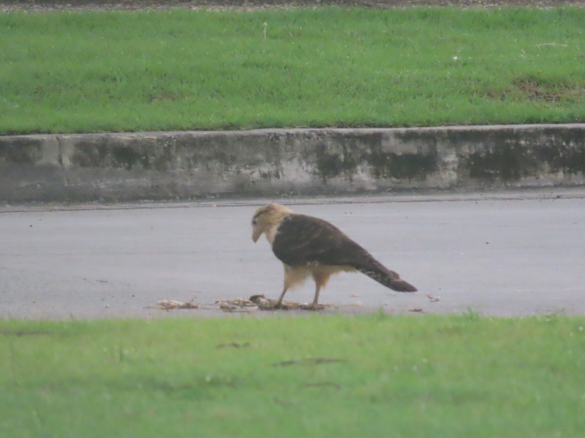 Yellow-headed Caracara - ML622669977