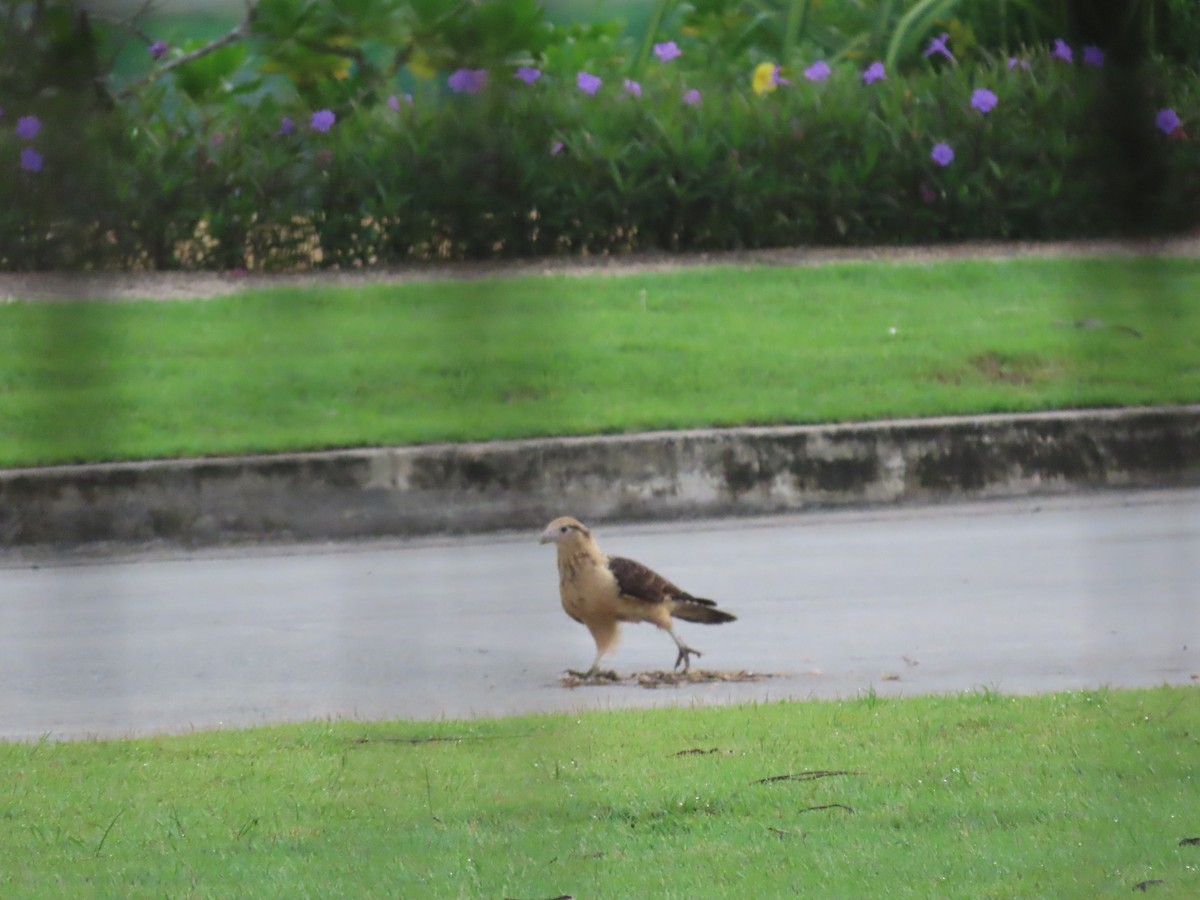 Yellow-headed Caracara - ML622669981