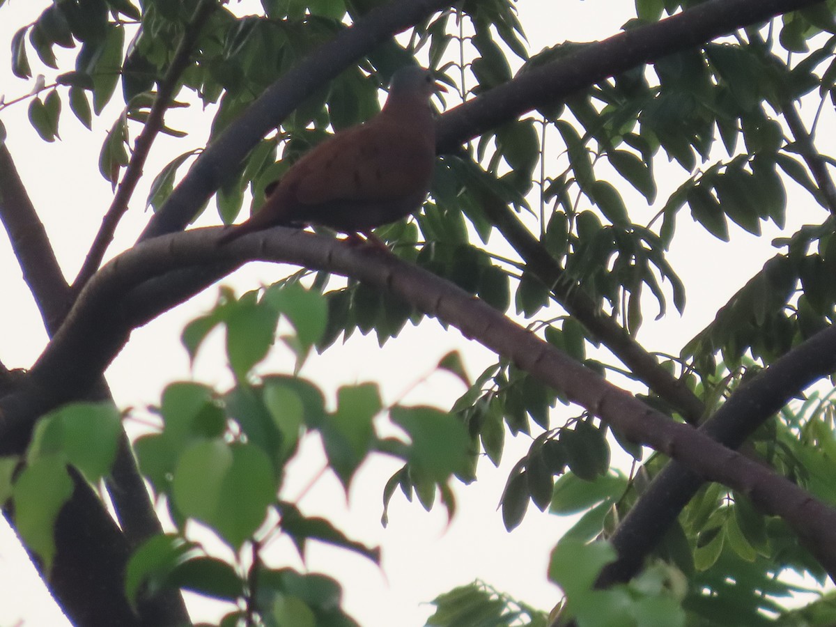 Ruddy Ground Dove - ML622669987