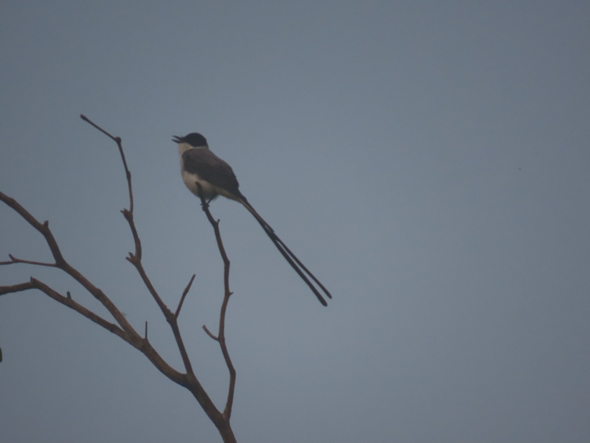 Fork-tailed Flycatcher - ML622670017