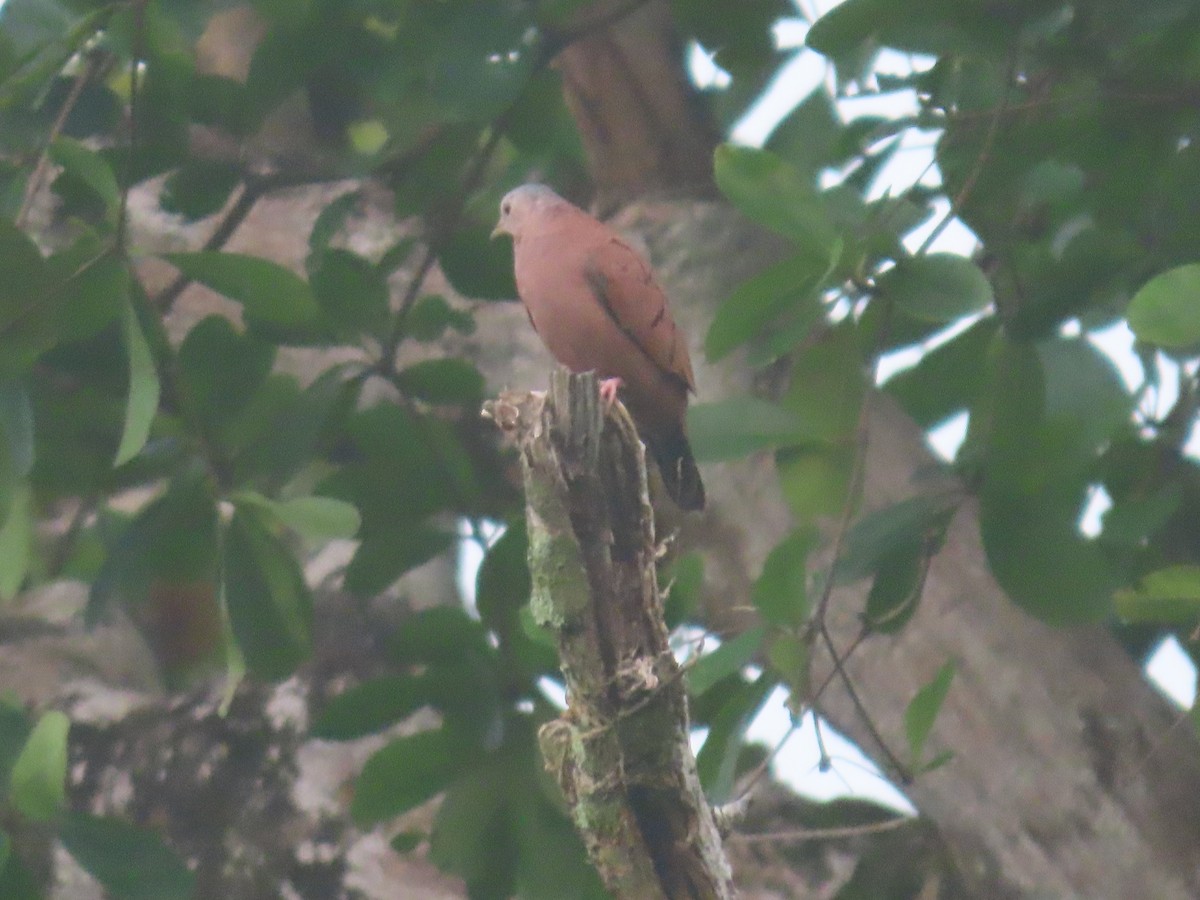 Ruddy Ground Dove - ML622670034