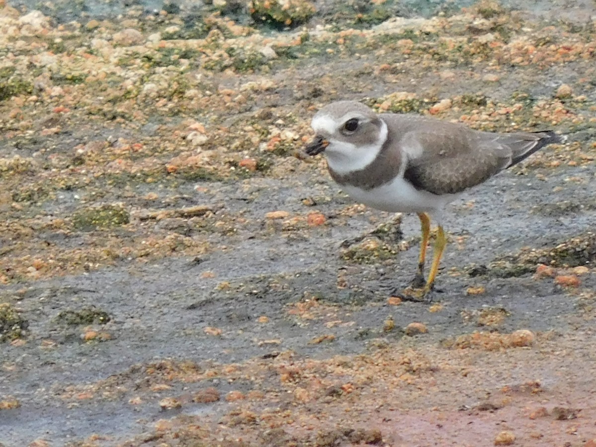 Semipalmated Plover - ML622670050