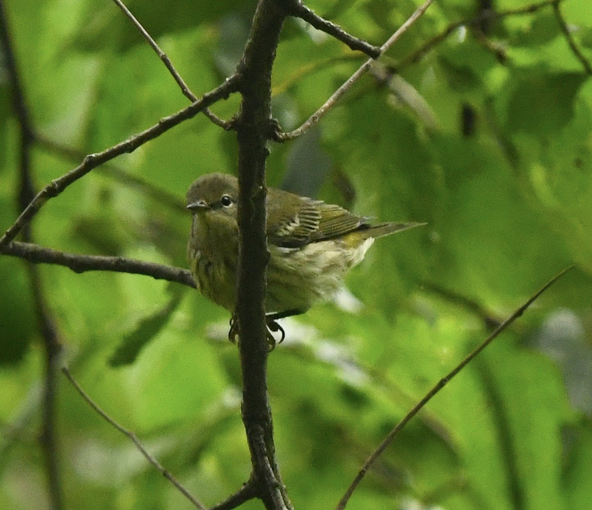 Cape May Warbler - ML622670069